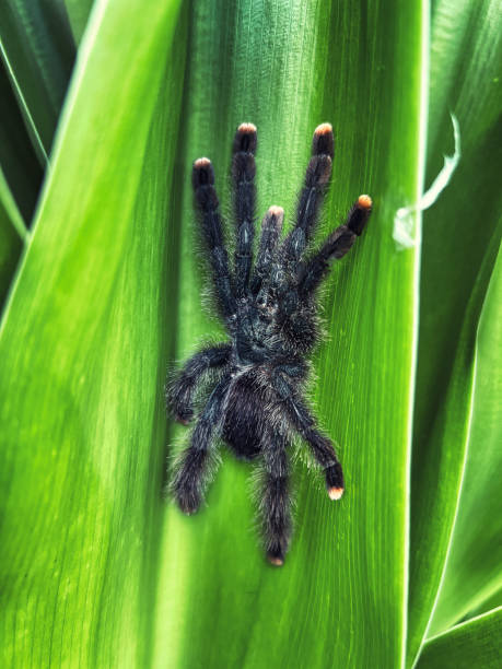 istock giant tarantula of the amazon rainforest 1476775139