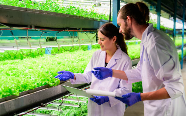 istock Scientists farmer checking and working together at greenhouse agriculture 1476776552
