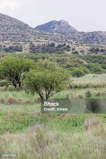 メスキートグローヴの山脈にホワイトの Poppies - アリゾナ州のストックフォトや画像を多数ご用意 - アリゾナ州, アリゾナ州ソノイタ, Southern Arizona