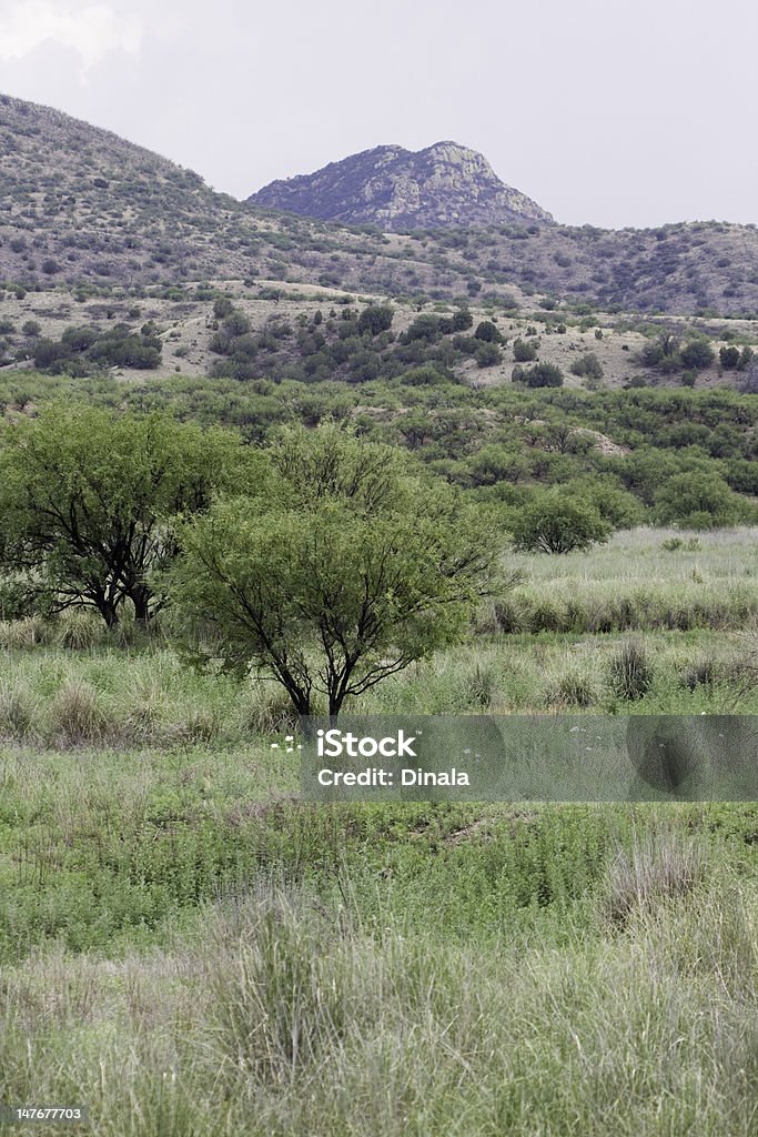 mesquite grove under mountain range with white poppies mesquite grove under mountain range with scattered white poppies Arizona Stock Photo