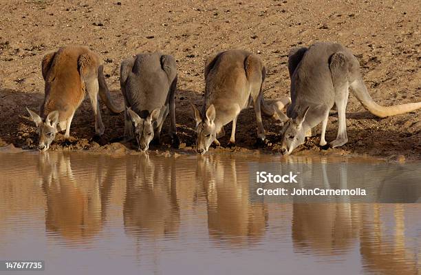 Photo libre de droit de Kangourous De Boire banque d'images et plus d'images libres de droit de Australie - Australie, Kangourou roux, Animaux à l'état sauvage