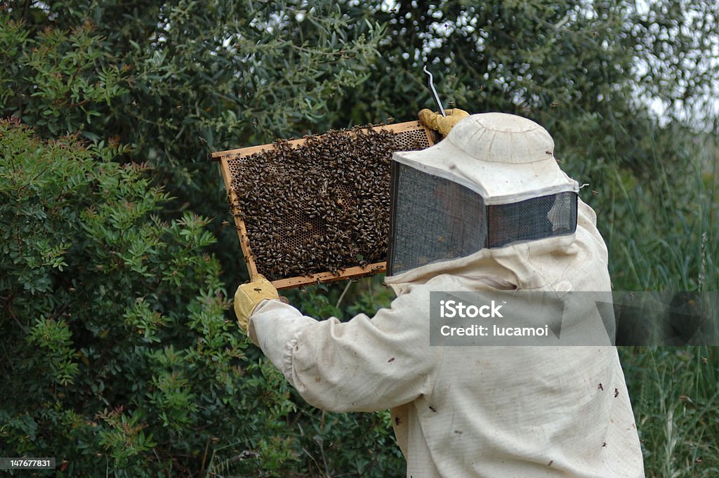 Beekeeper showing a beehive Beekeeper showing a beehive full of bees in Sardinia Adult Stock Photo