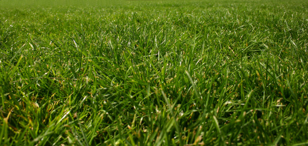 Lush green grass. Suitable for background use