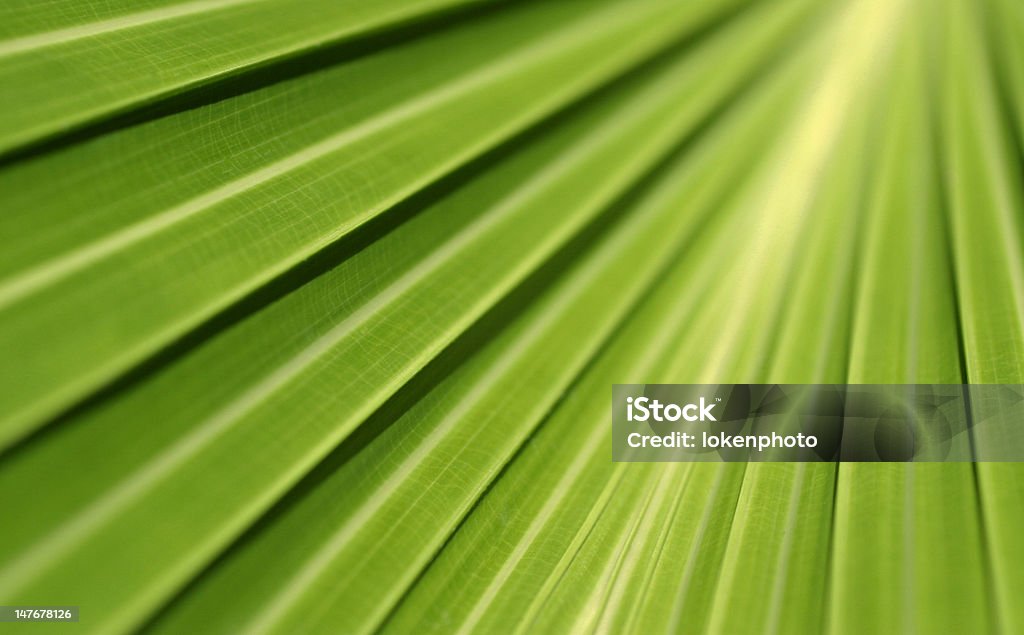 Пальмовый лист - Стоковые фото Без людей роялти-фри