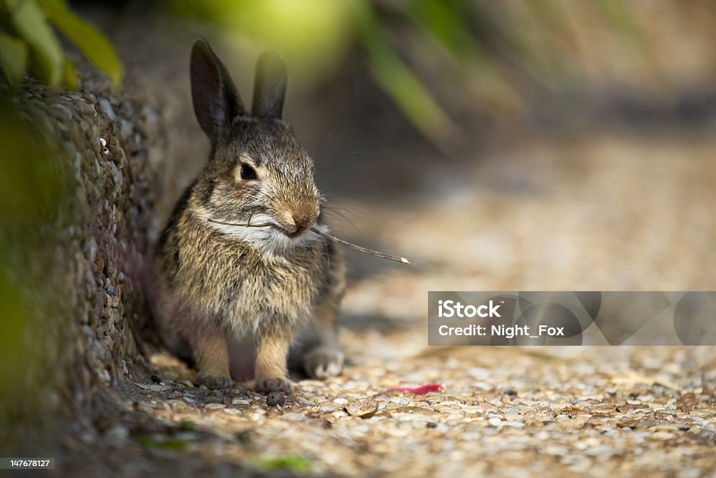 Rabbit Eatting Small Rabbit Eatting a twig in the middle afternoon. Alertness Stock Photo