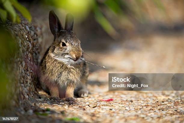Rabbit Eatting Stock Photo - Download Image Now - Alertness, Animal, Animal Body