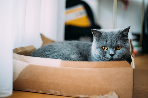 Cute british shorthair cat sitting in the box