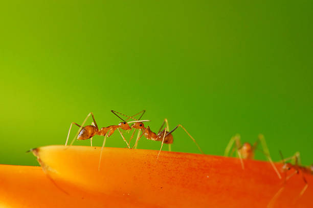 Formigas luta - foto de acervo