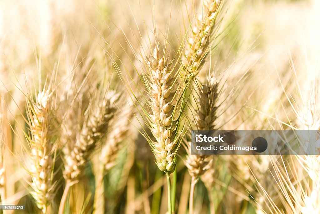 Corn field - Foto de stock de Agricultura libre de derechos