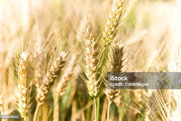 Campo De Milho - Fotografias de stock e mais imagens de Agricultura - Agricultura, Amarelo, Campo agrícola