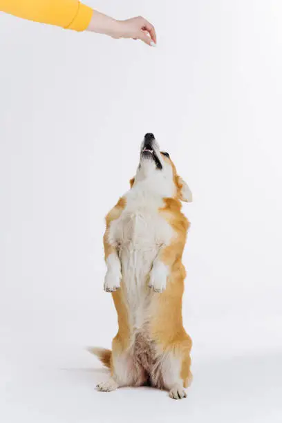 Photo of Adorable cute Welsh Corgi Pembroke stands on its hind legs on white studio background. Most popular breed of Dog