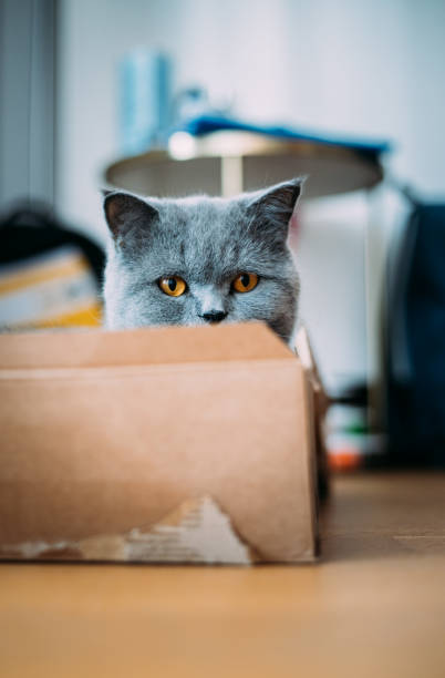 istock Cute british shorthair cat sitting in the box 1476782514