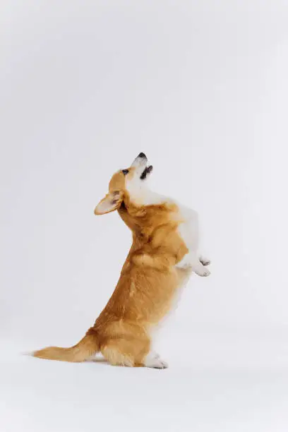 Photo of Adorable cute Welsh Corgi Pembroke stands on its hind legs on white studio background. Most popular breed of Dog