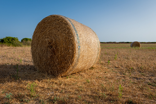 Round bales of harvested golden hay in a field.