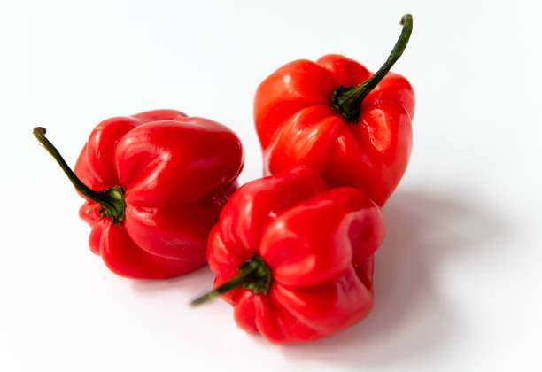 A very hot variety of red chili pepper: Habanero Red Savina (Capsicum chinense) is one of the hottest chili peppers in the world. Until the end of the 1990s the Habaneros were the worlds hottest chili peppers. It comes from South America, today the largest producer and consumer is Mexico. The hot fruity citrus-flavor made it a very popular chili pepper worldwide. Heat level 10+. Three red pods isolated on white background.