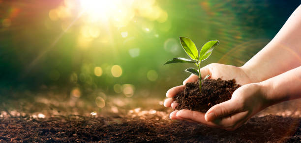 istock Small Plant Into The Ground - Hands Planting Young Tree With Sunlight And Flare Effects 1476784284