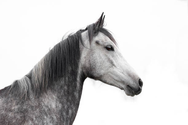 istock Arabian horse headshot 1476784302