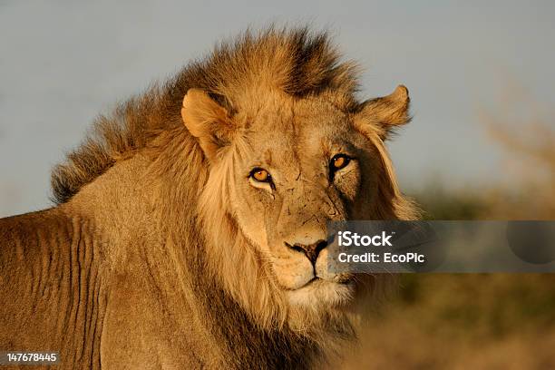 Duży Mężczyzna Lwa Afrykańskiego - zdjęcia stockowe i więcej obrazów Afryka - Afryka, Afryka Południowa, Bez ludzi