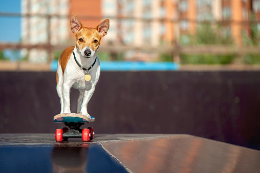 Front view portrait of a jack russel terrier stasnding on the skateboard
