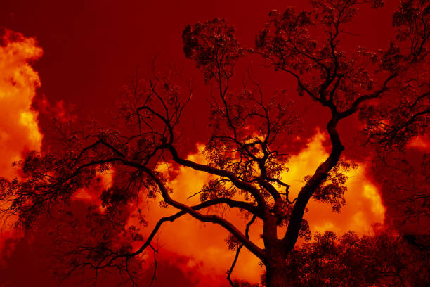 나무의 검은 실루엣입니다. 불타는 붉은 구름이 있는 밤하늘. 숲에서 불. 또는 공포. 피의 일몰. - tree branch burnt silhouette 뉴스 사진 이미지
