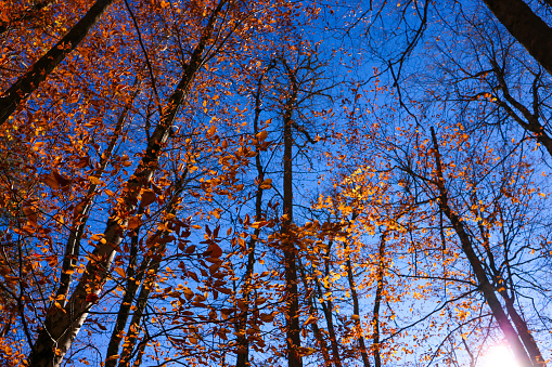 Bolu, Turkey-November 14, 2022: Bottom-up shot of yellowed-leaved trees in Yedigoller. The trees appear in front of the blue sky. Shot with Canon EOS R5.