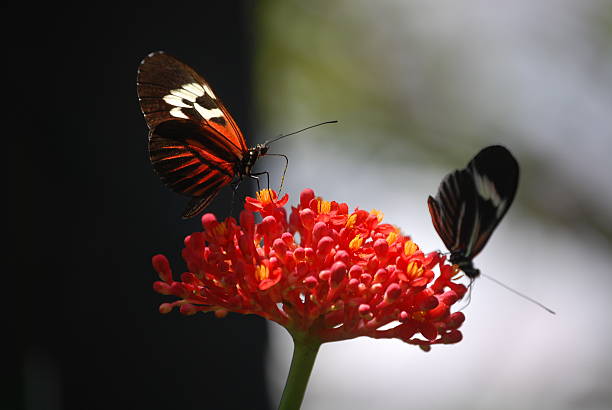 istock Two Butterflies Atop Flower 147678677