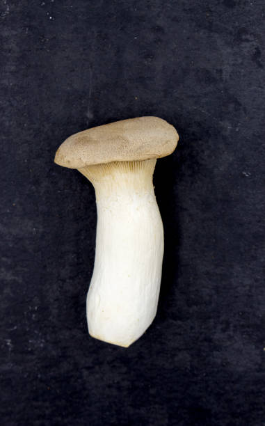istock Pleurotus eryngii mushroom on black background 1476786889