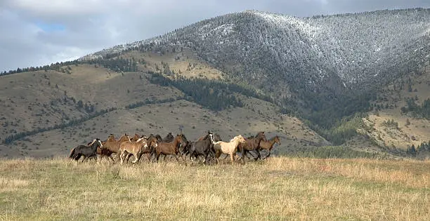 herd of horses stampeding to avoid roundup. Montana horse ranch