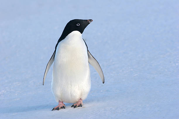 Single penguin standing on slightly tilted snowy hill An Adelie Penguin stands on the ice in Antarctica; clean, crisp, sharp image taken during an expedition at Cape Crozier, Ross Island, Antarctica. antarctica penguin bird animal stock pictures, royalty-free photos & images