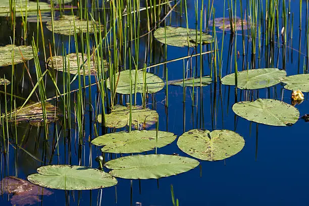 Some lilypads in the bright afternoon sun, resting calmly on a glass-like lake