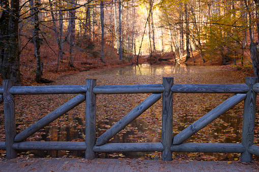 Bolu, Turkey-November 14, 2022: A lake full of yellow leaves visible behind fences in Yedigoller. Shot with Canon EOS R5.