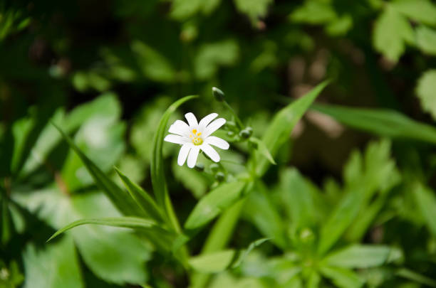 istock White flower in the grass 1476791530
