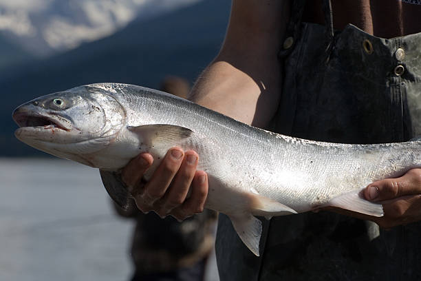 silver lachs angeln - coho salmon stock-fotos und bilder