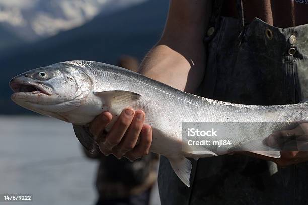 Photo libre de droit de Poisson Saumon Argenté banque d'images et plus d'images libres de droit de Saumon Coho - Saumon Coho, Pêche - Activité de plein air, Bouche des animaux