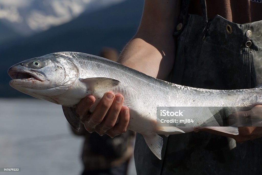 Pesce Salmone argento - Foto stock royalty-free di Salmone argentato