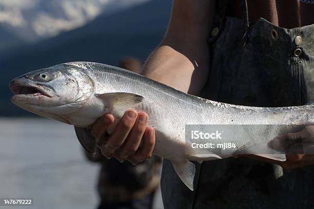 Pesce Salmone Argento - Fotografie stock e altre immagini di Salmone argentato - Salmone argentato, Pesca - Attività all'aperto, Ambientazione esterna