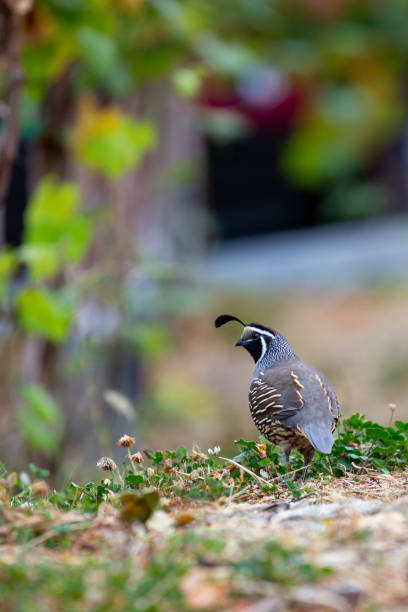 istock Quail in a vineyard in Chelan, Washington 1476792707