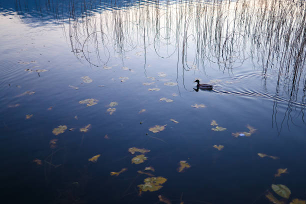 Bolu, Turkey-November 14, 2022: Reeds and a duck on Lake Abant. Shot with Canon EOS R5.