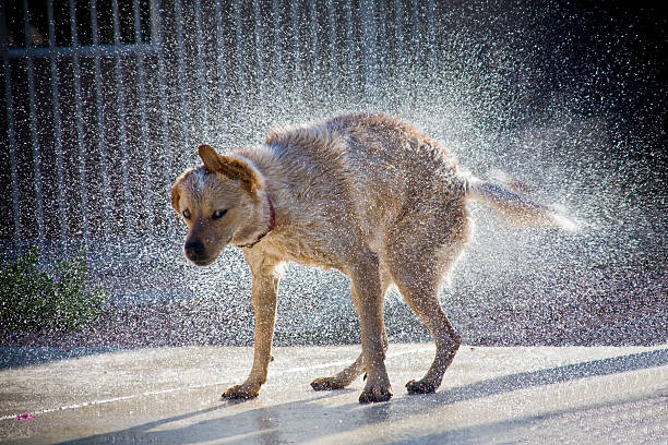istock Dog shaking off water highlighted by sun 147679394