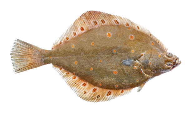 istock European flounder fish isolated on white background.  Fish plaice fresh 1476795373
