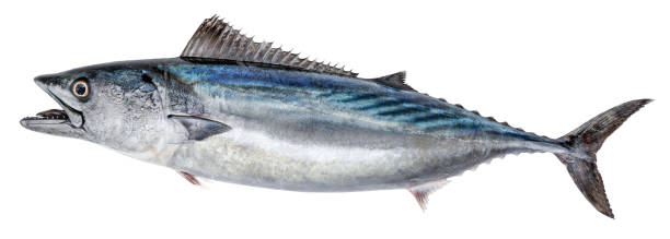 istock Fish Atlantic bonito, with open mouth. Isolated on white background 1476795374