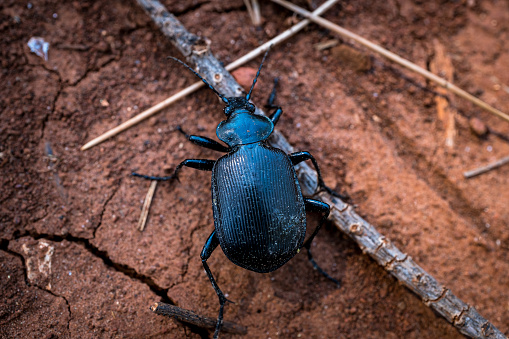 rhinoceros beetle - Phyllognathus excavatus male