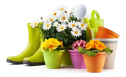 Spring time, pots colorful primroses and a large vase of daisies, surrounded by green rubber boots and watering can. Pots of flowers and gardening tools isolated on white background with clipping path