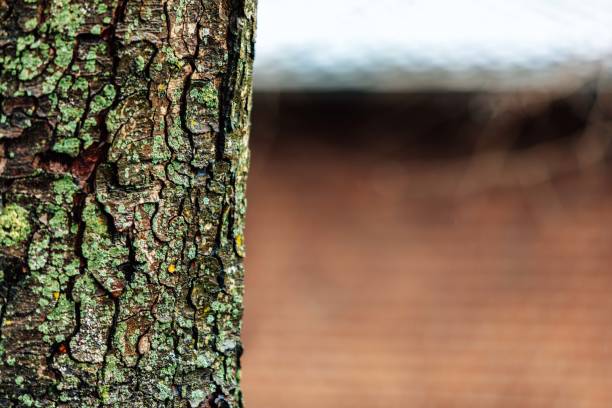 Closeup of a Chesnut Tree bark