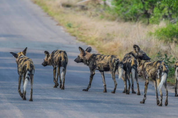 istock Endangered African wild dog during safari in kruger 1476796472