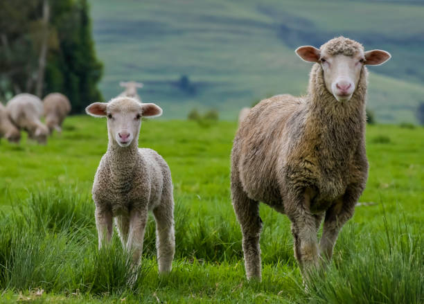 merino sheep farm pasture land in midlands meander kzn south africa - lamb young animal sheep livestock imagens e fotografias de stock