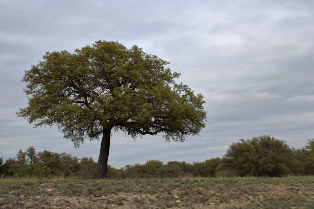 Bended lying tree of San Juan Capistrano mission, San Antonio, Texas