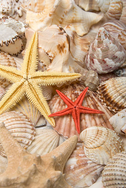 istock Mussels and starfishes 147679686