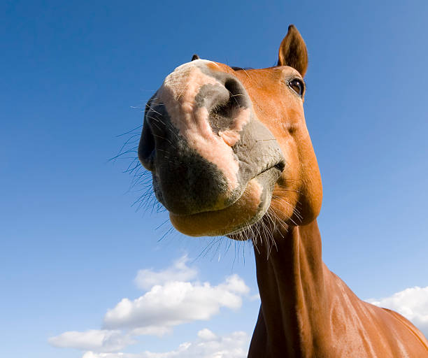 istock Horse against blue sky 147679938