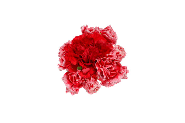 istock Bouquet of carnation isolated on a white background. 1476799579